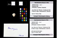 Foto (Objekt + Etikett) von Brachyura indet.  (NHMW-GEO-1990-0041-2635)